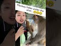 BABY monkey hiding😍 Funny monkey clip videos #shorts || Ecosenpai