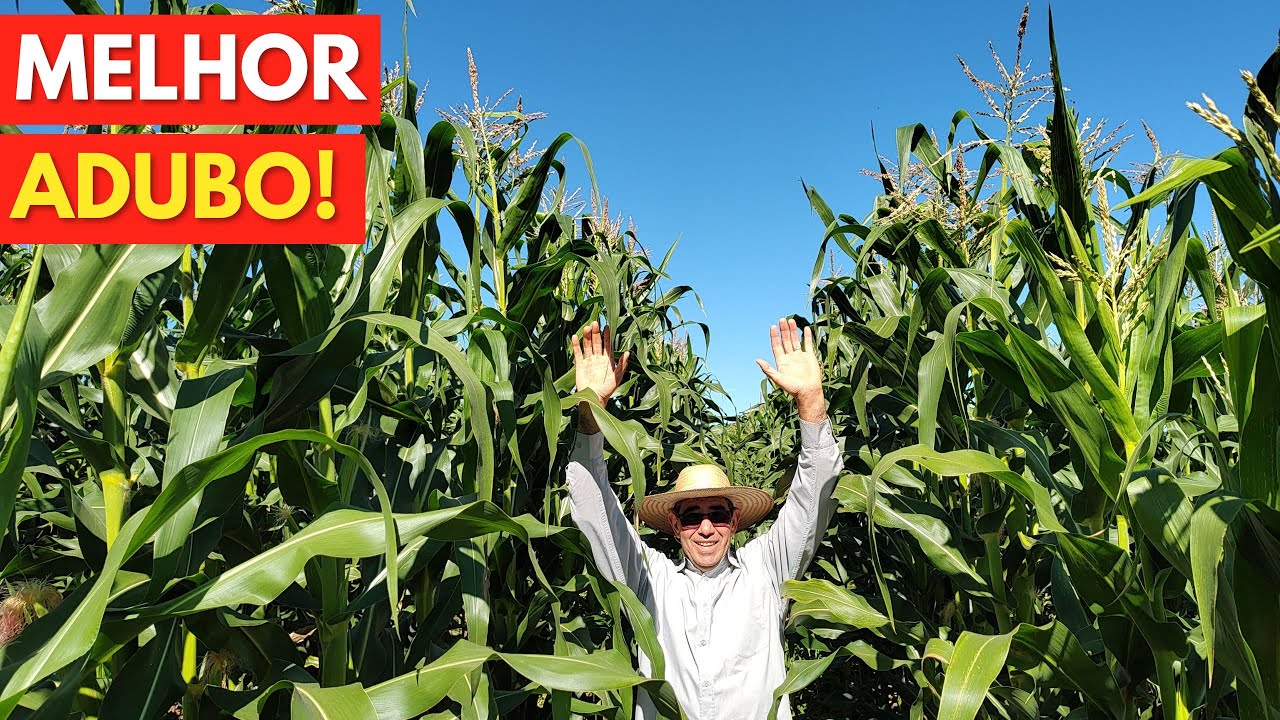 Usei isso, EXPLODIU de TAMANHO / Milho ficou Gigante / Melhor Adubo!