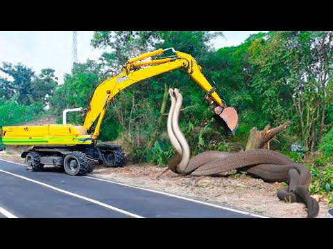 Even King Cobra Is Afraid of This Snake Killer