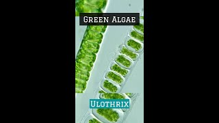 Have u ever Seen an Algae ? Images of Algae | Plant Kingdom | NEET2024