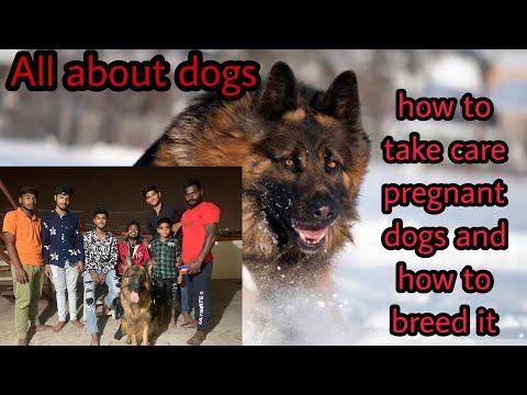 All about dogs || how to take care when dog is pregnant | how to learn dog breeding | Kannada