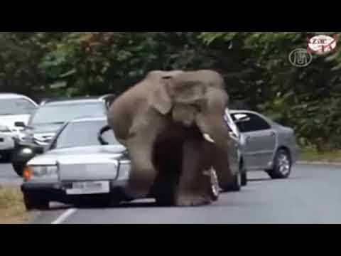 download lagu mp3 mp4 Elephant Fury, download mp3 Elephant Fury free download, download mp3 Elephant Fury