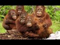 Orangutan Perlu Belajar Takut Pada Ular