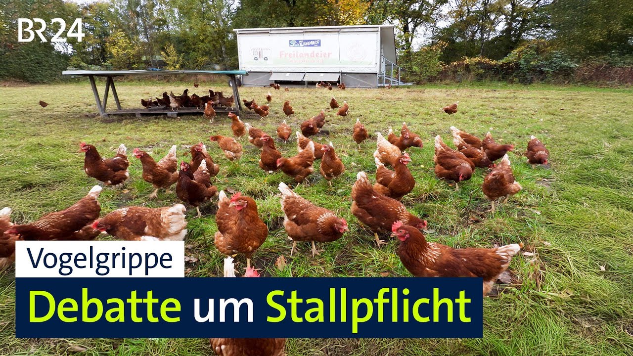 Vogelgrippe breitet sich weiter aus | BR24