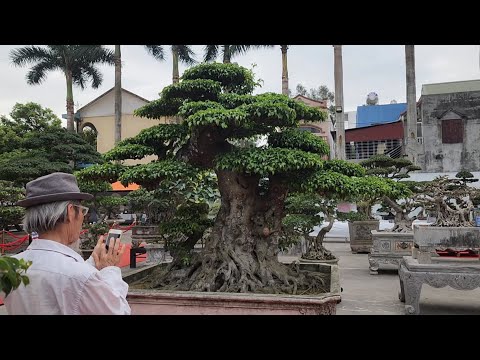 Cây sanh Giáng Lão Mai rất đẹp tại triển lãm Vĩnh Bảo Hải Phòng