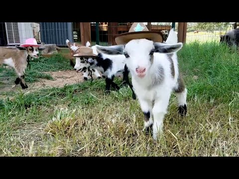 Chèvres 🤠 🤣 | animaux de compagnie les plus drôles de la semaine