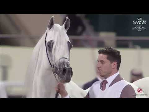 N 204 ARRAAB ALJASSIMYA   5th Doha International Arabian Horse Show 2025   Stallions 7 10 Years Old