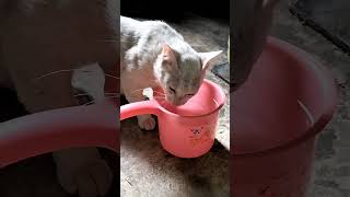 Download lagu Berlomba dengan pemdosa untuk bertobat | Ustadz Adi Hidayat #shortsviral #shorts mp3