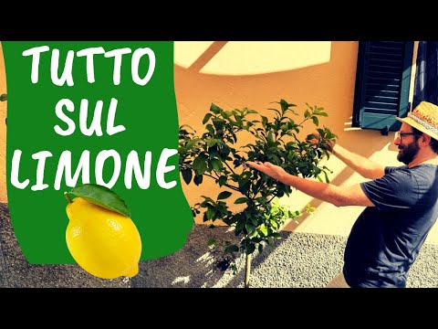 Orto Da Coltivare and Pietro Isolan