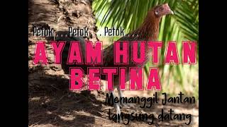 Download lagu Suara pikat ayam hutan betina ( versi petok - petok) si Janda Pirang mp3 Download lagu Suara pikat ayam hutan betina ( versi petok - petok) si Janda Pirang mp3
