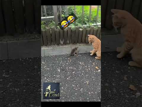 Very funny 🤣🤣   entertainment 🤣 🤣