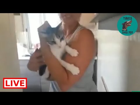 And my second blind cat is adopted to Germany - Takis shelter