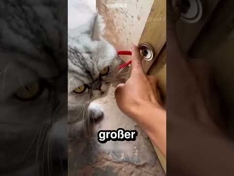 Das Kätzchen klebte an allem fest 🐱 ✨