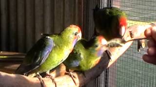 How to feed young Adelaide Rosellas ♥
