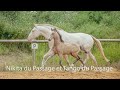 Yegua de ganadería Lusitano En venta 2017 Crema por Orador QL
