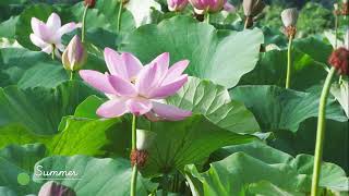 KUNIMI short clip long