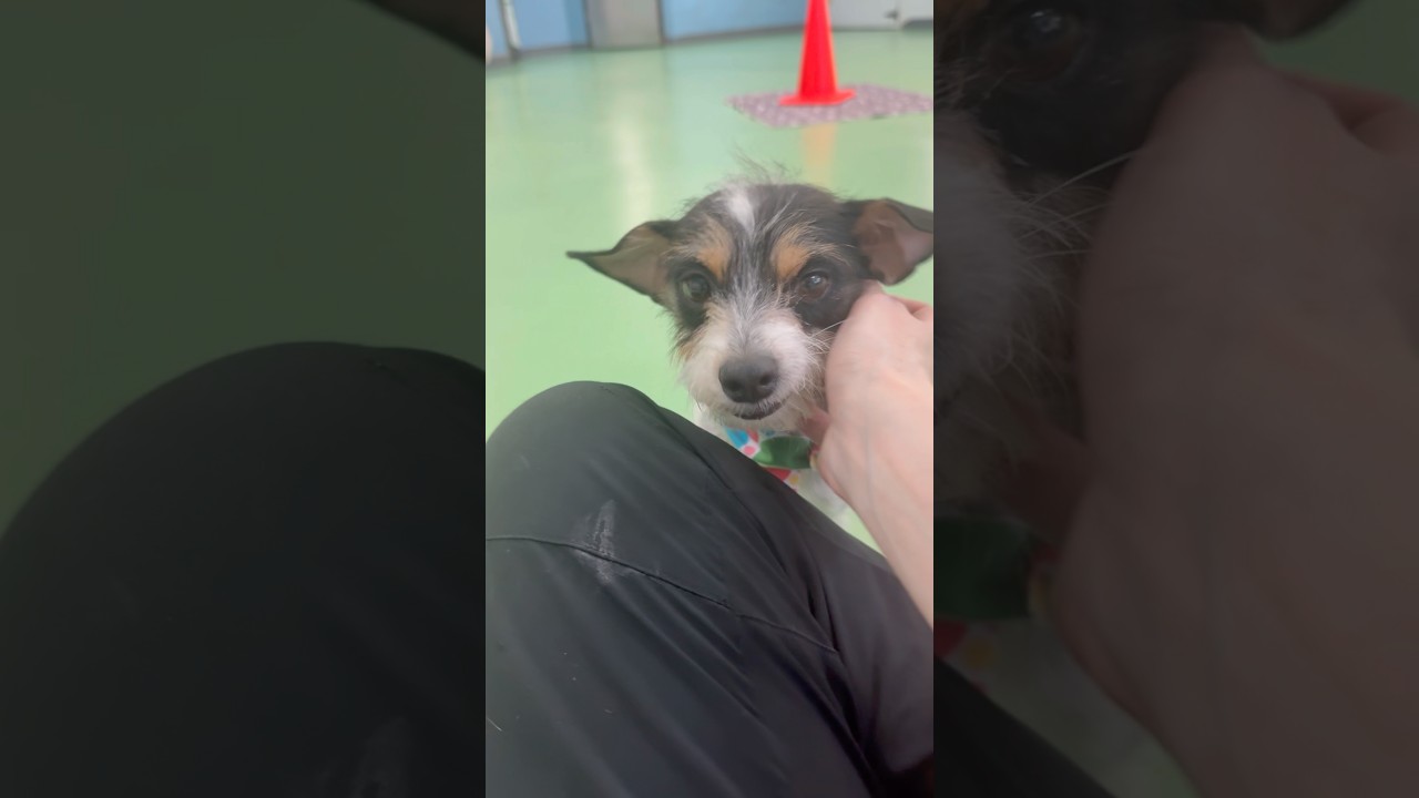 Boba Tea, an adopted mixed breed in PHOENIX, AZ video 3/6