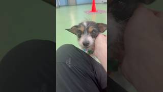 Video preview image #1 Mutt Puppy For Sale in Phoenix, AZ, USA