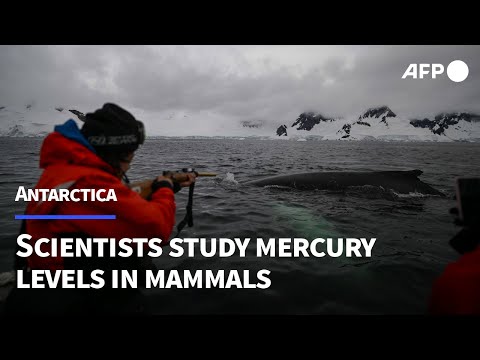 Video Thumbnail: Scientists study levels of toxic mercury in Antarctic mammals | AFP
