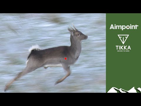 Swedish driven boar 🐗 & trophy bucks with new ShotKam