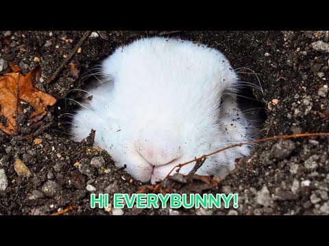 YouTube video about: How big are rabbit burrows?