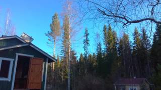 Linnut tietää. Nyt on kevät.