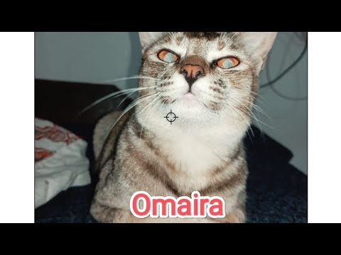 Omaira and pinchu 😺 #cat #catlover #catvideos #ytviral #animalllover #ytshorts #like #subscribe