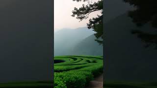 Download lagu Damai di Pagi Hening (Instrumental)Available on digital music platforms #musikalam #musiksantai mp3