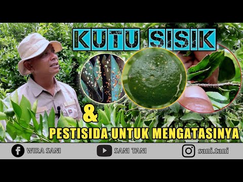 , title : 'HAMA KUTU SISIK PADA TANAMAN JERUK DAN CARA PENGENDALIANNYA'