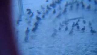 burial dog shelter video