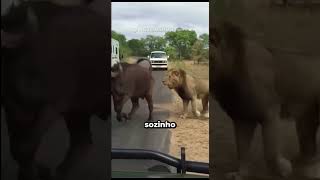 Animais Flagrados em Momentos trágicos! #curiosidades #bichos #animais