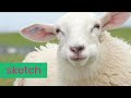 Sollicitatie voor schaapsherder | Sketch