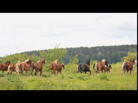 The horses gallop across the field. Herd of horses