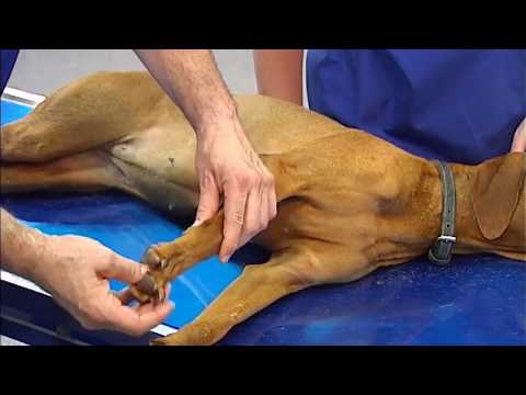 Schmerzen im Kniegelenk als Heilvolksmittel 20 Minuten nach der Übung auf Osteochondrose