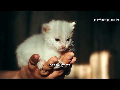 Robina the cat A heartfelt tale #shorts #viral #sports #youtubeshorts #cat #