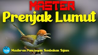 Download lagu MASTER PRENJAK LUMUT | Tembakan Pedas   Jeda terapi Air mp3 Download lagu MASTER PRENJAK LUMUT | Tembakan Pedas   Jeda terapi Air mp3