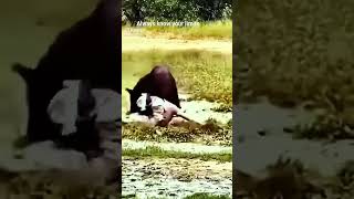Dogo argentino adulto con armadura de pecho en cuero v/s jabalí adulto. Quedó claro quién es quién.