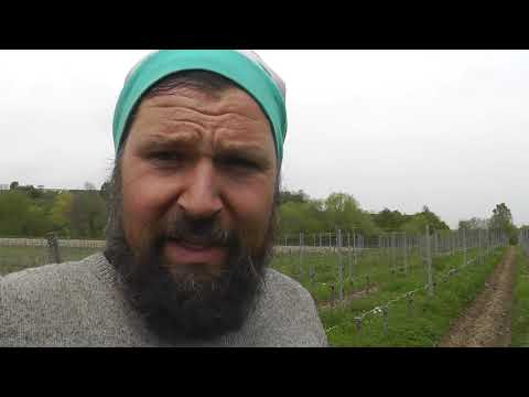 Winzerhof Linder - Kartoffeln im Weinberg