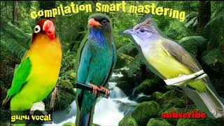 Download lagu audio smart mastering burung lovebird, tengkek buto, dan cucak jenggot mp3 Download lagu audio smart mastering burung lovebird, tengkek buto, dan cucak jenggot mp3