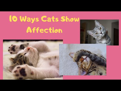 10 Ways Cats Show Affection