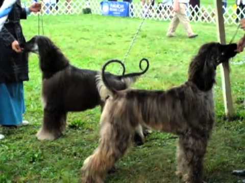 Dog Show in Planting Fields Arboretum, Long Island, NY