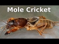 Mole Cricket - Gryllotalpa sp and its Chirping Call