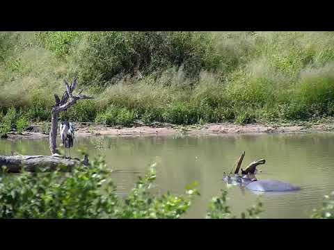 Djuma: Grey Heron and Hippo - 13:56 - 03/26/20