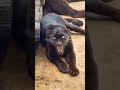 Black panther sound #shortsfeed #shorts #love #best #sound #panthers #wildlife #nature #roar