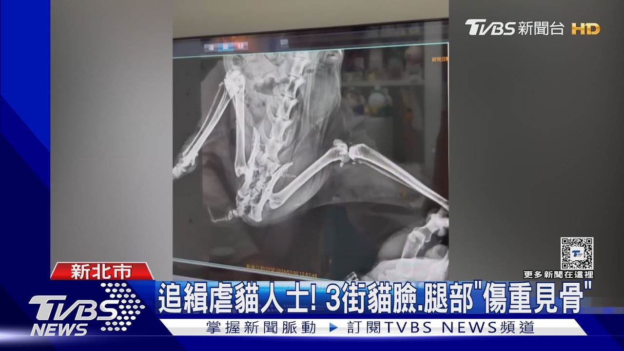 追緝虐貓人士! 3街貓臉、腿部「傷重見骨」