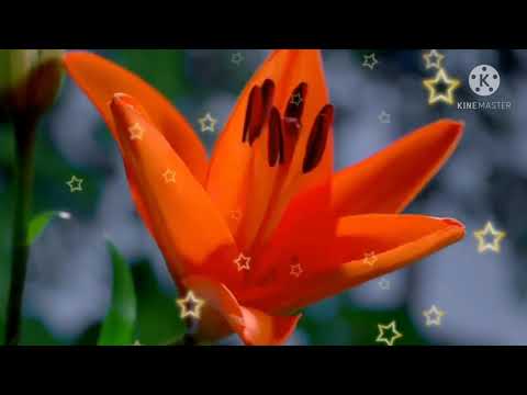 oru kodi then pookal /ஒரு கோடி தேன் பூக்கள் / communion song/rc tamil Christian song /melodies