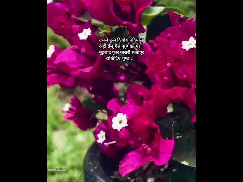 WHAT A BEAUTIFUL FLOWER 🌹