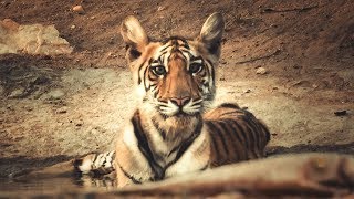 preview picture of video 'Meet TIGRESS DURGA - Pench National Park'