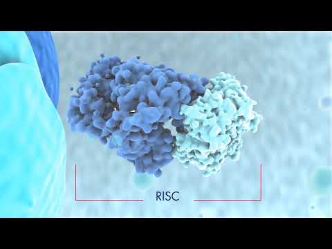 Biogenesis of miRNAs and mode of action