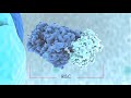 Biogenesis Of MiRNAs And Mode Of Action